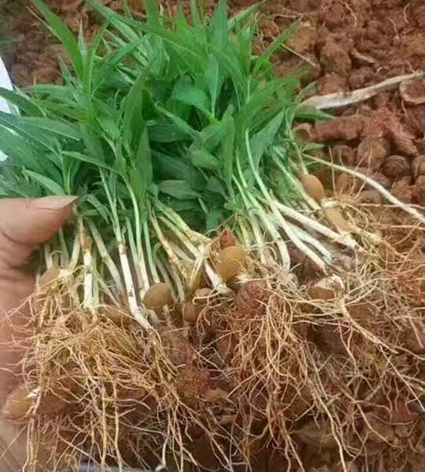 毛桃種子發芽出苗圖片