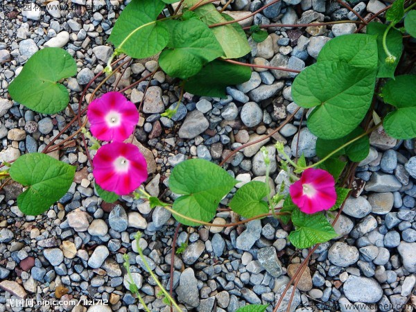 牽?；ǚN子發(fā)芽出苗開(kāi)花圖片