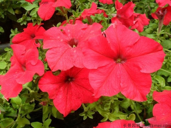 牽?；ǚN子發(fā)芽出苗開(kāi)花圖片