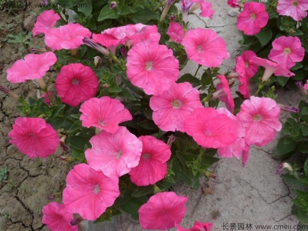 牽?；ǚN子發(fā)芽出苗開(kāi)花圖片
