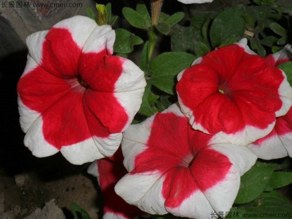 牽?；ǚN子發(fā)芽出苗開(kāi)花圖片