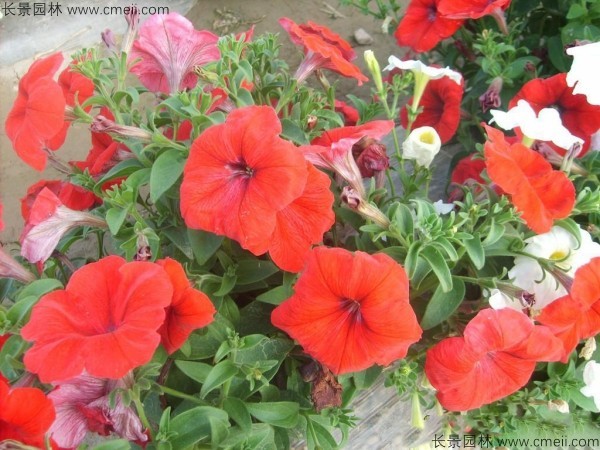 牽?；ǚN子發(fā)芽出苗開(kāi)花圖片
