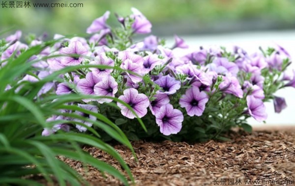 牽?；ǚN子發(fā)芽出苗開(kāi)花圖片